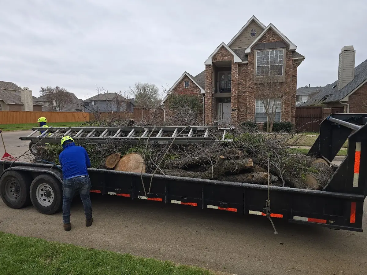 Expert Tree Removal with proper safety equipment in Hornick